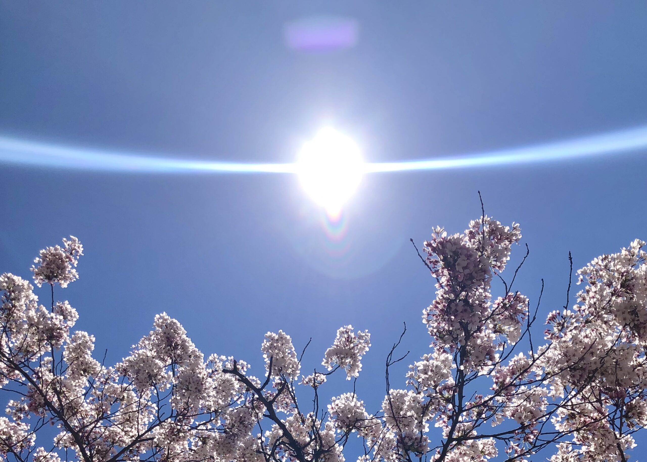 Global warming causing record-breaking heatwave and premature cherry blossoms.